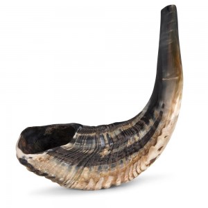 Average Sized Natural Ram's Horn Shofar (14