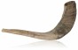 Large Natural Ram Horn Shofar (25 cm - 30 cm / 10"-12")